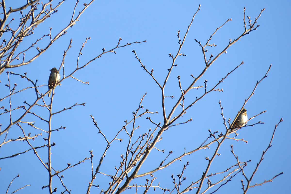 カシラダカ二羽