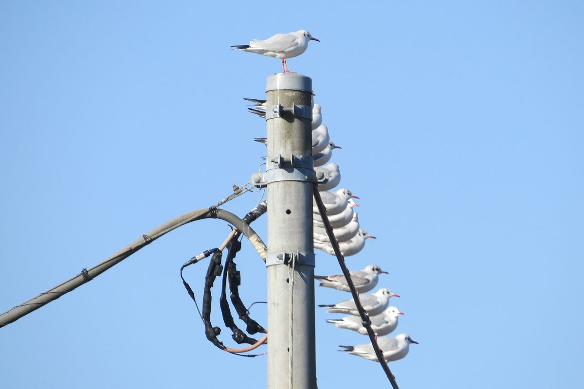 ユリカモメ一列