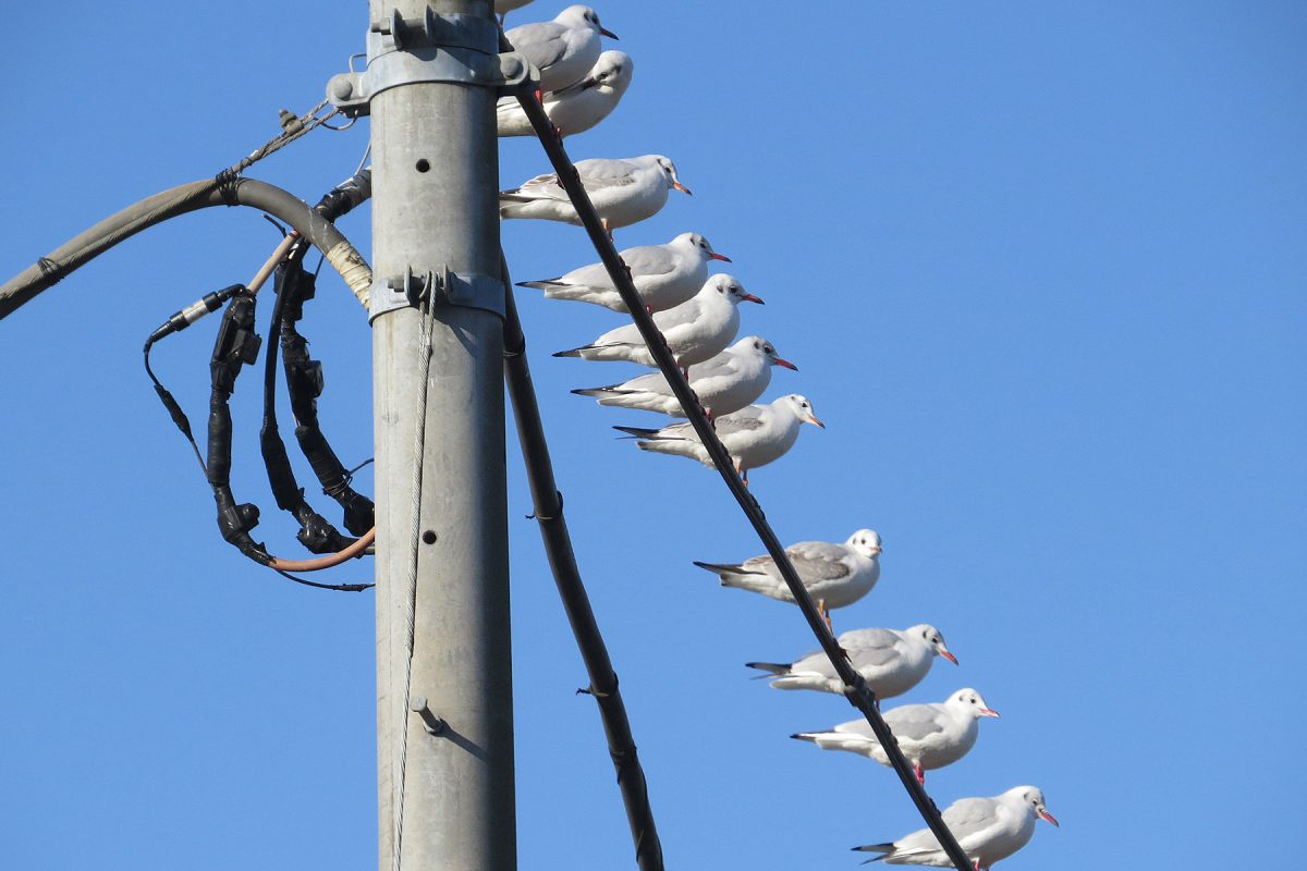 ユリカモメ一列