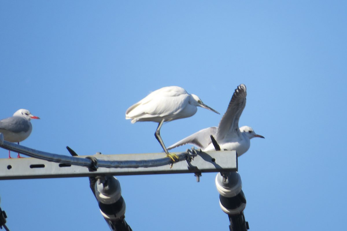 ユリカモメとコサギ