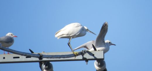 ユリカモメとコサギ