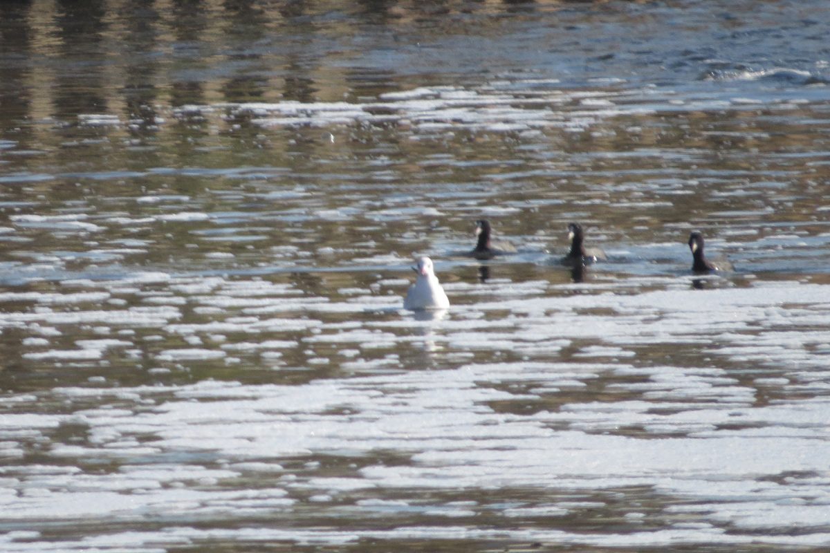 オオバンたくさん