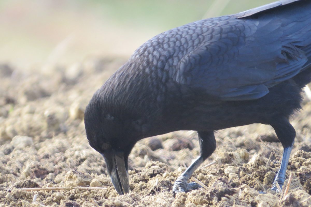 ハシボソガラス地面突く