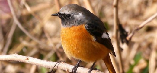 ジョウビタキ雄