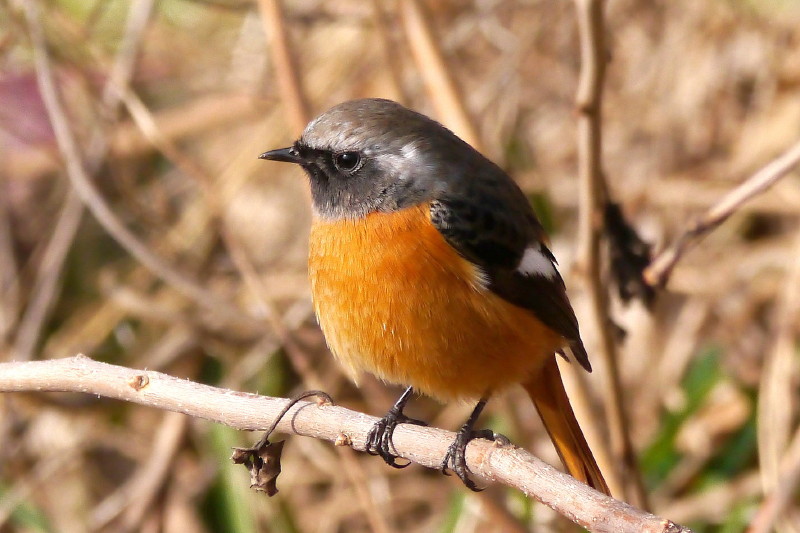 ジョウビタキ雄
