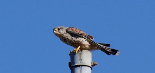 チョウゲンボウ