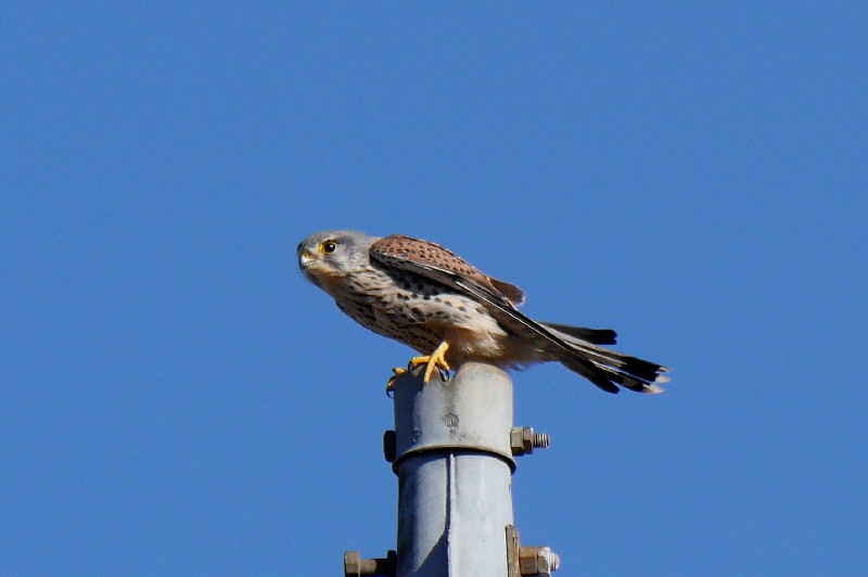 チョウゲンボウ