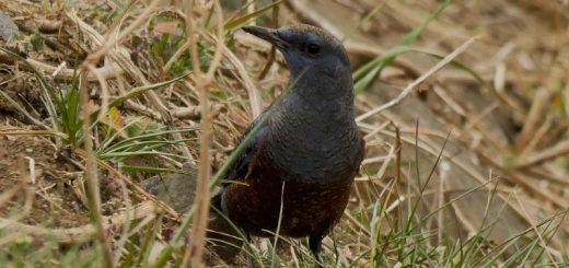 イソヒヨドリ雄