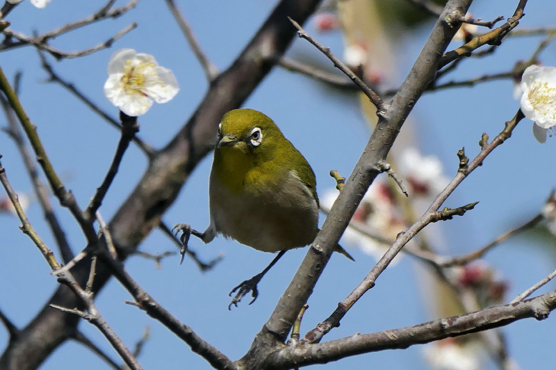 梅にメジロ