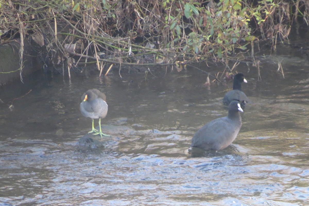 オオバンとバン