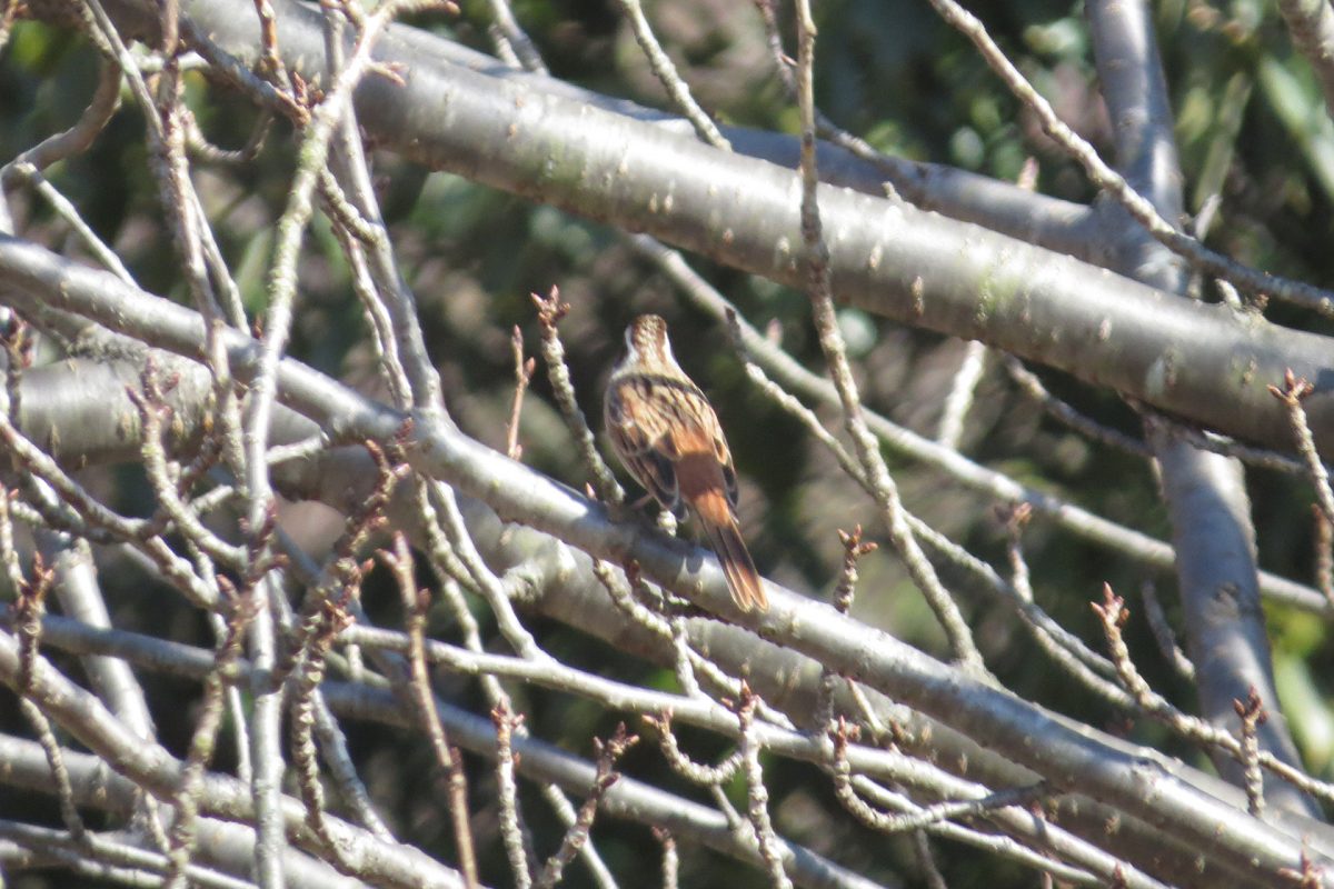 ホオジロ奈良山公園