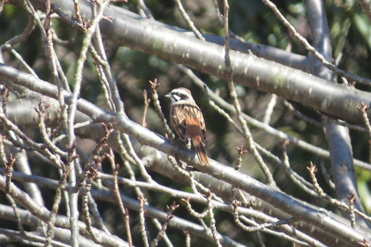 ホオジロ奈良山公園