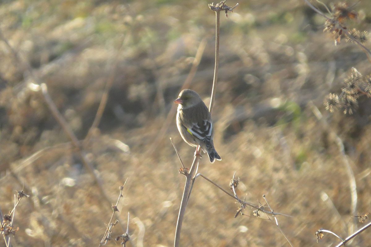 カワラヒワ背中