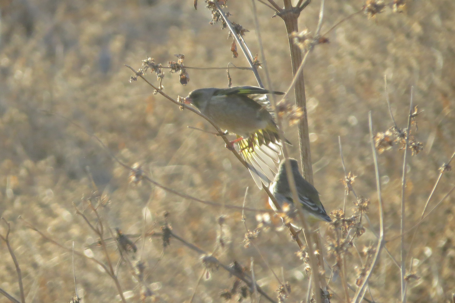 スペインの鳥 - ヨーロッパゴシキヒワ