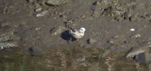 ビンズイ一部白個体