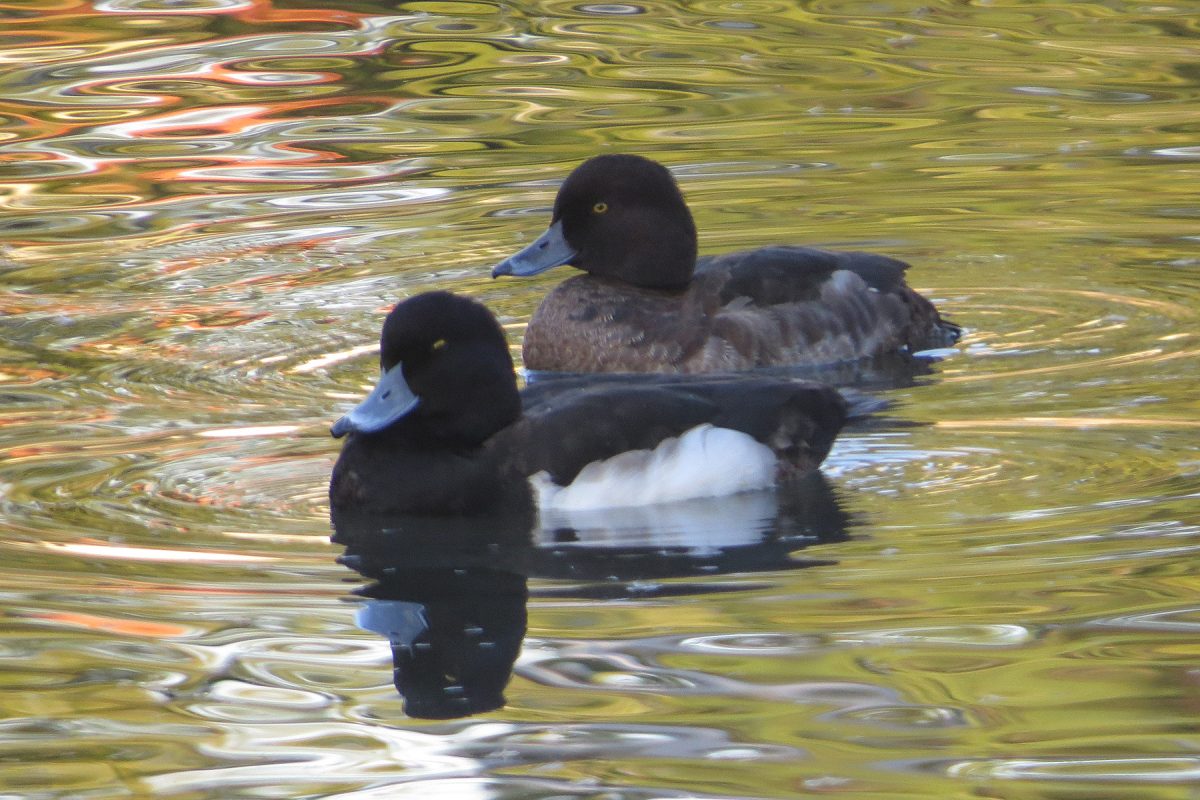 キンクロハジロ雌雄