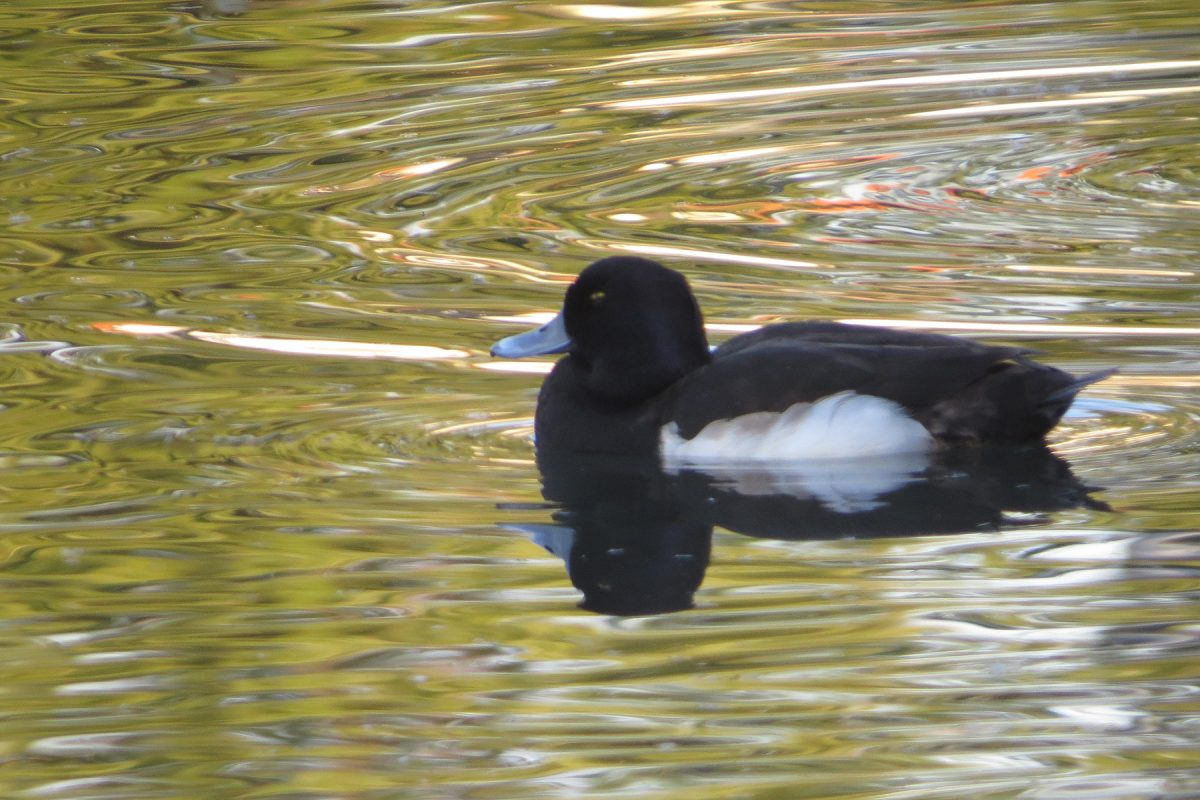 キンクロハジロ