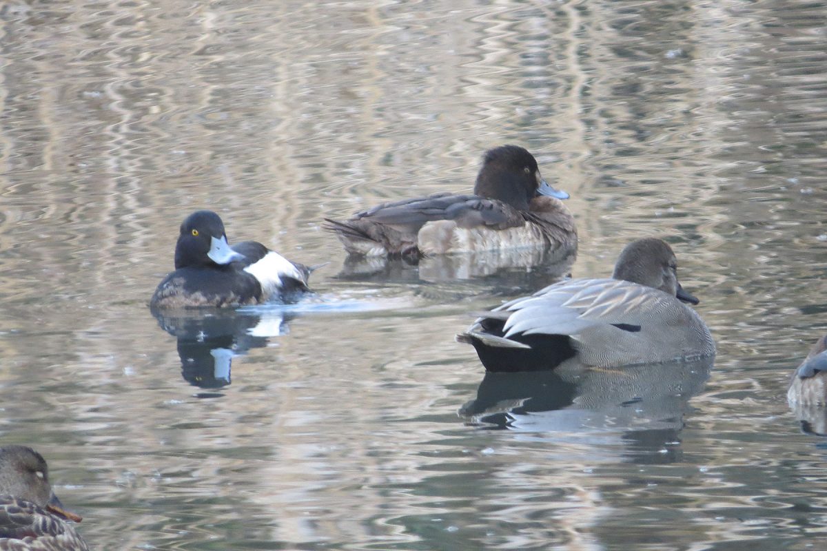 キンクロハジロとオカヨシガモ