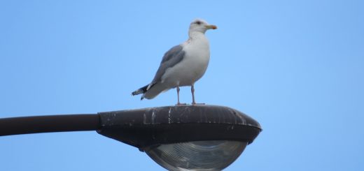 セグロカモメ落合橋