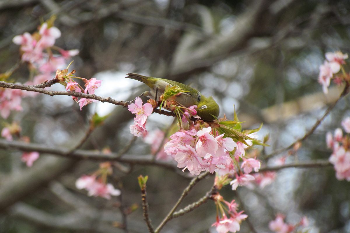 メジロ河津桜