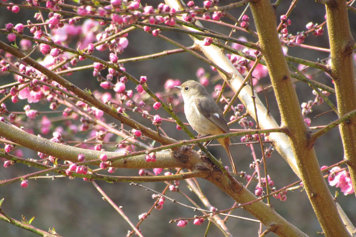 ジョウビタキと梅