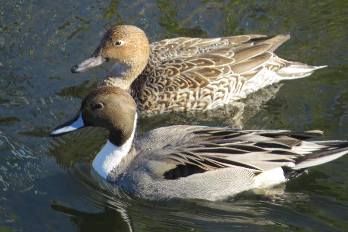 オナガガモ雌雄