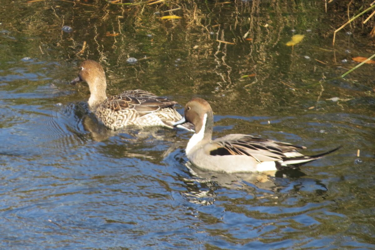 オナガガモ雌雄