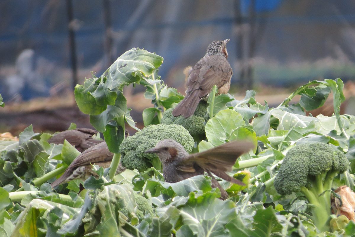 ヒヨドリとブロッコリー