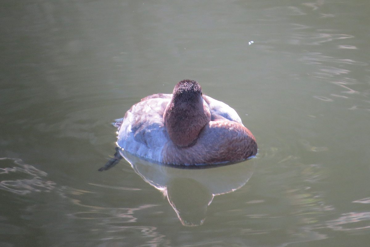 ホシハジロ寝てる