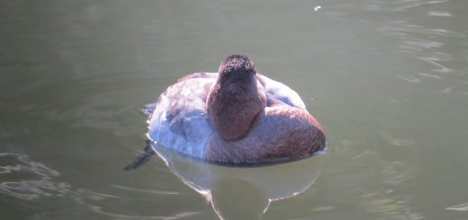 ホシハジロ寝てる