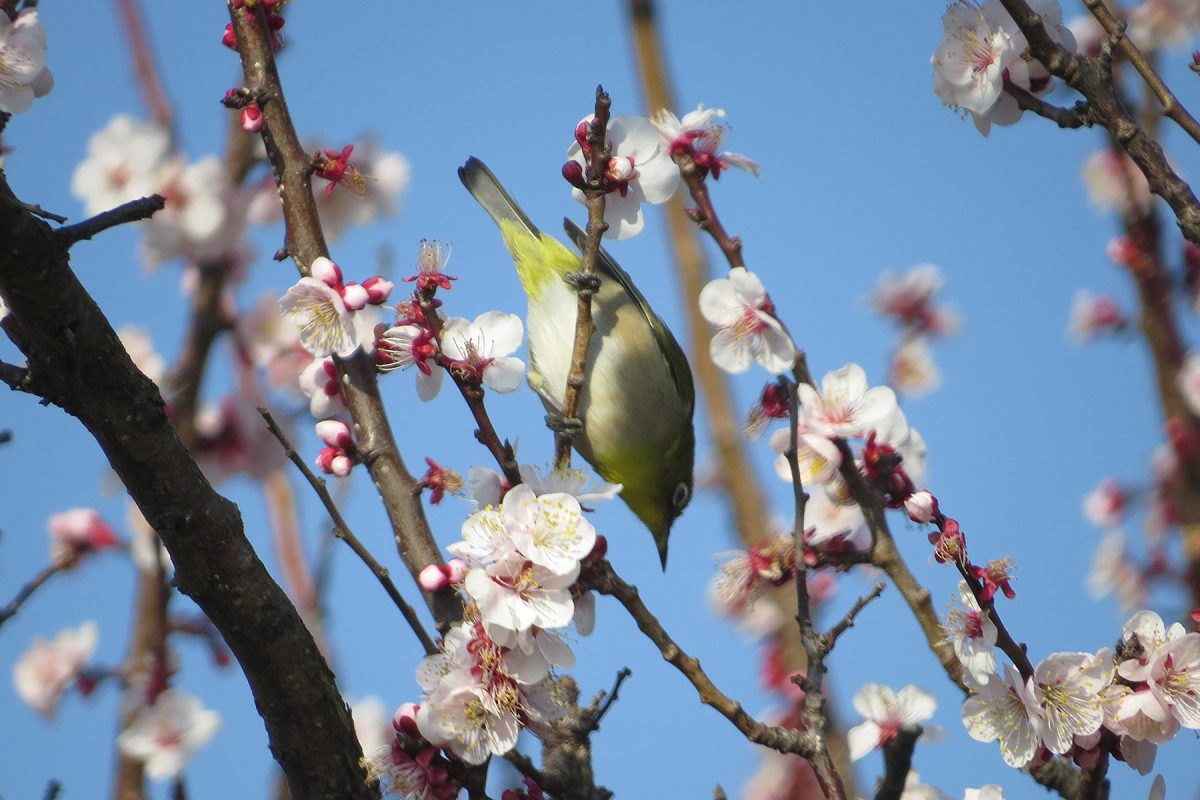 梅とメジロ逆さ