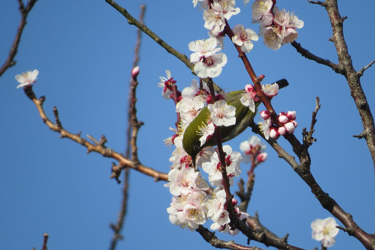 梅とメジロ