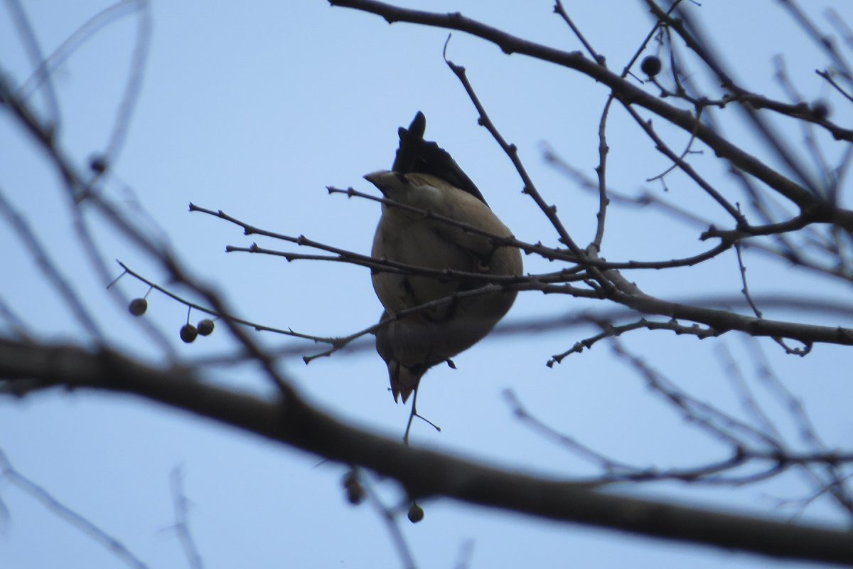 シメ実を食べる
