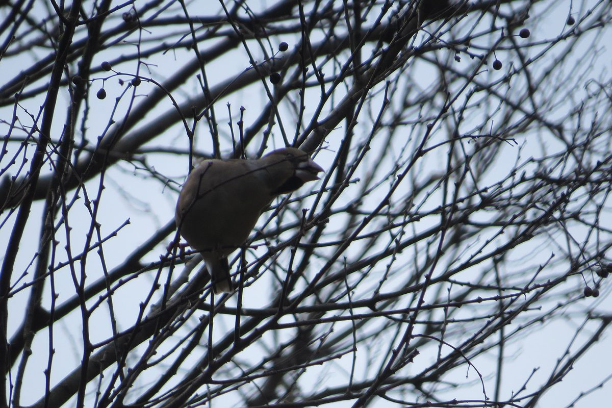 シメ実を食べる