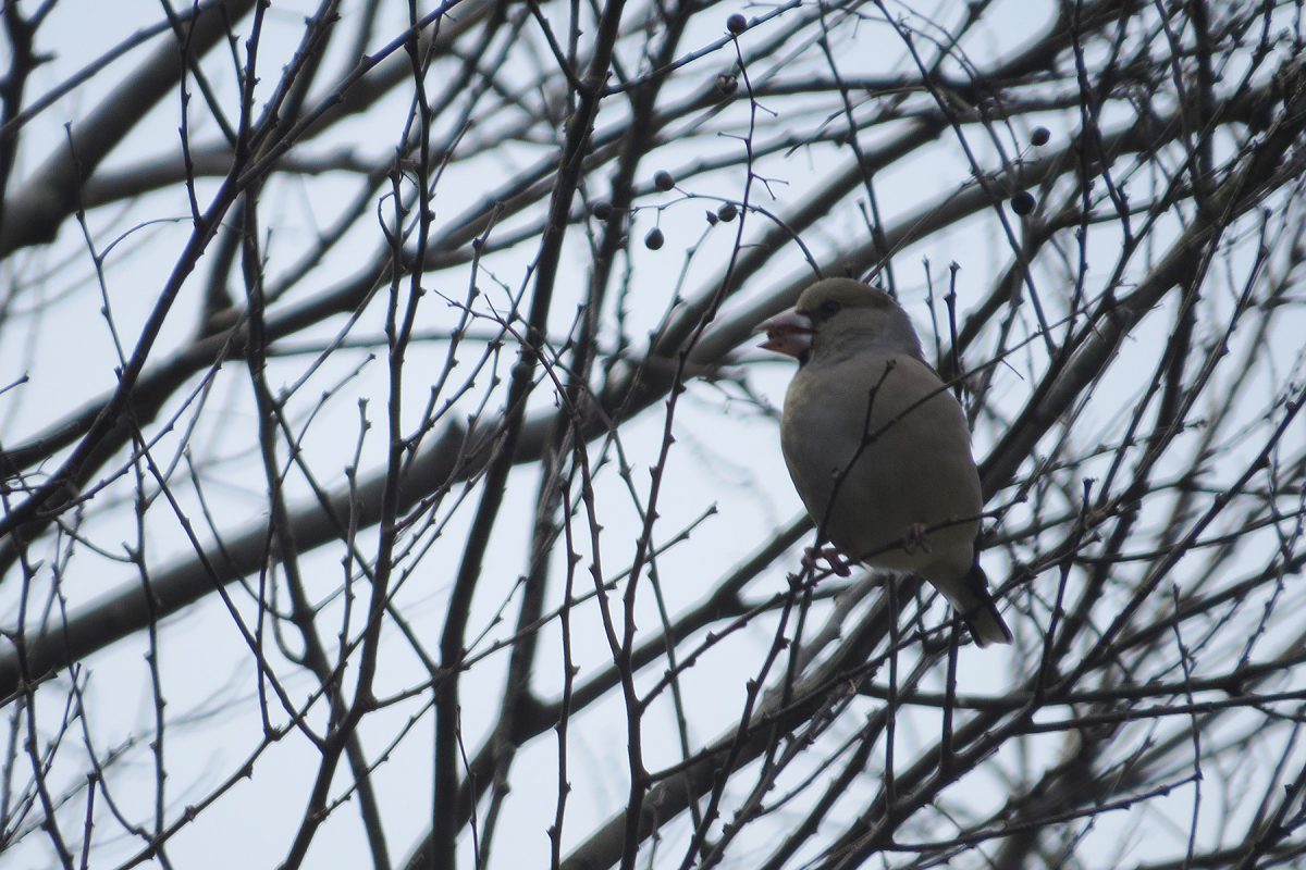 シメ実を食べる