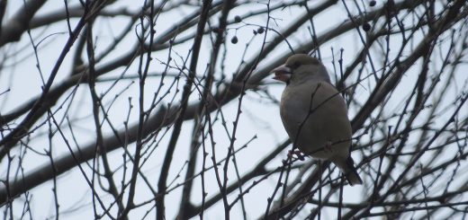 シメ実を食べる