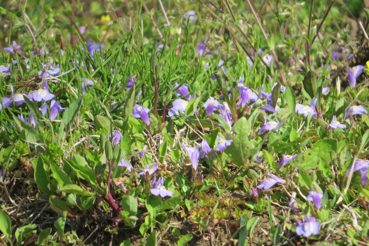 ムラサキサギゴケ