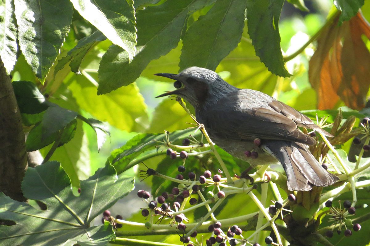 ヒヨドリヤツデの実を食べる