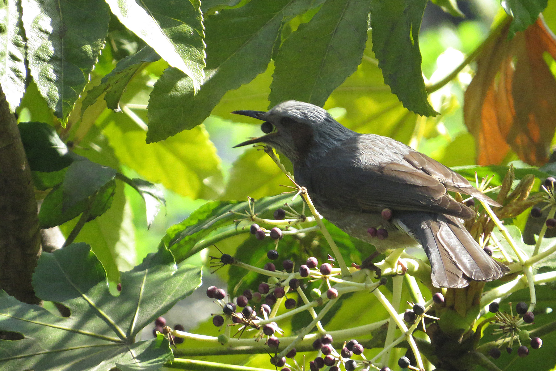 スペインの鳥 - グリフォンハゲワシ
