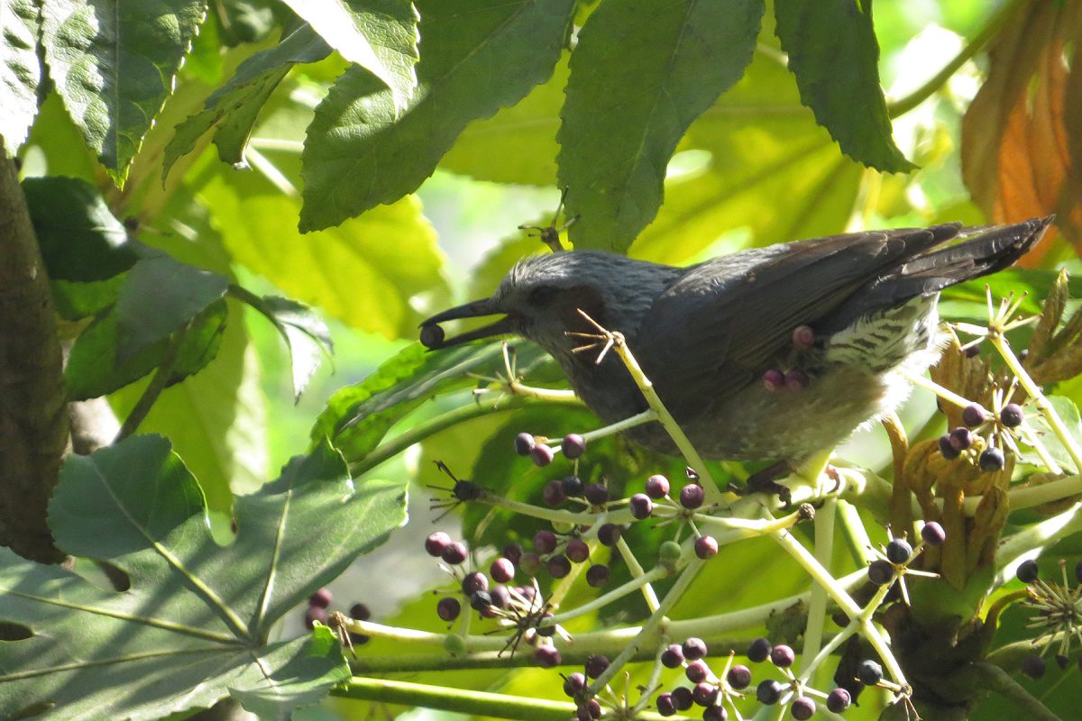 ヒヨドリヤツデの実を食べる