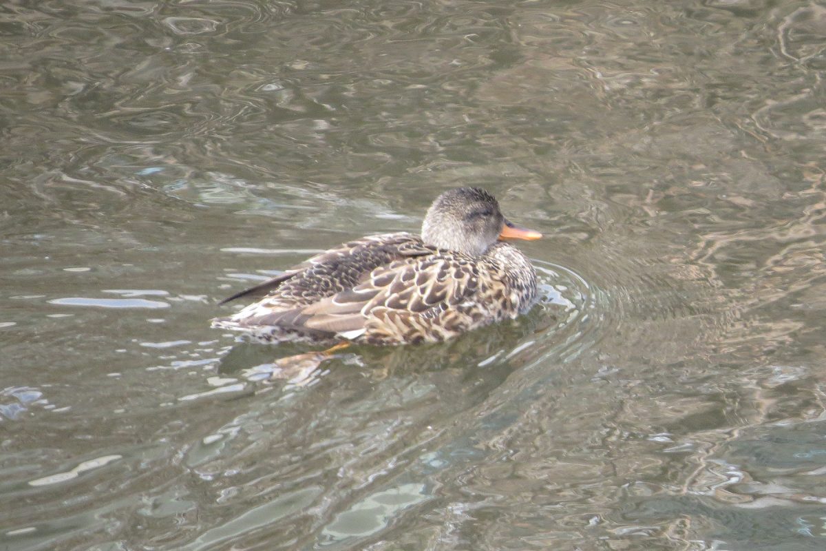オカヨシガモ雌