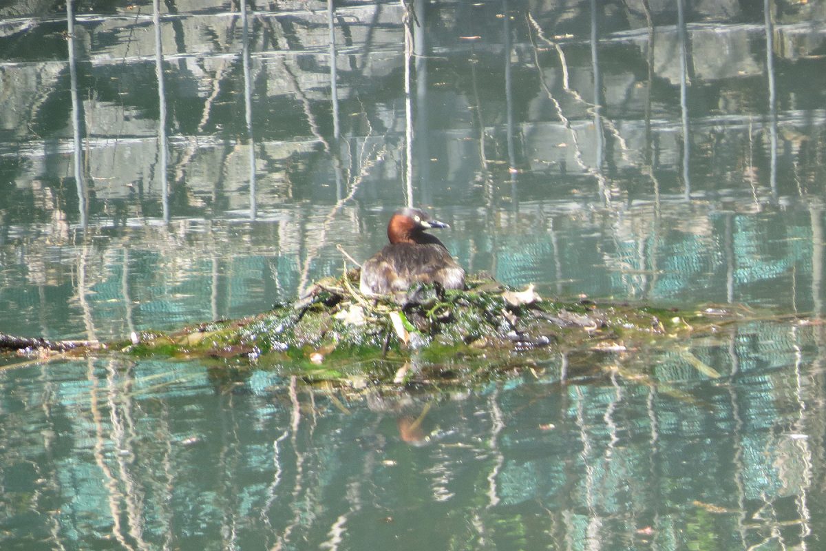 カイツブリ新池