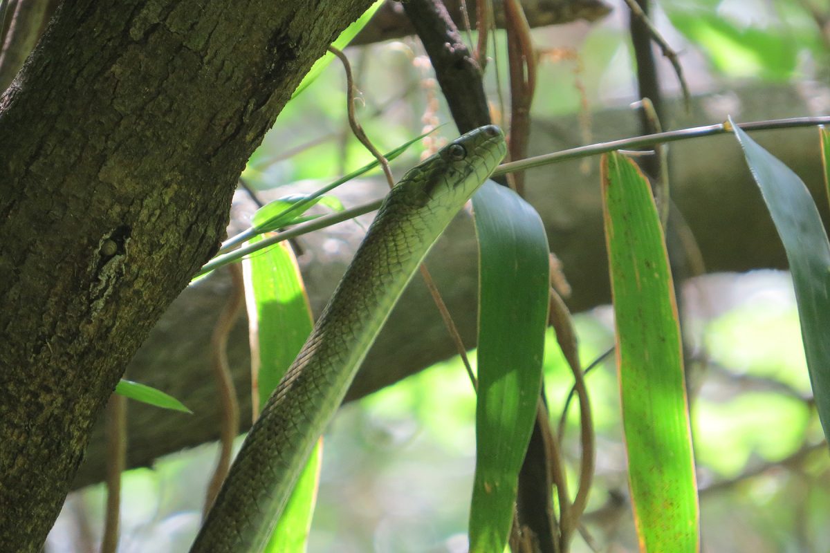 アオダイショウ