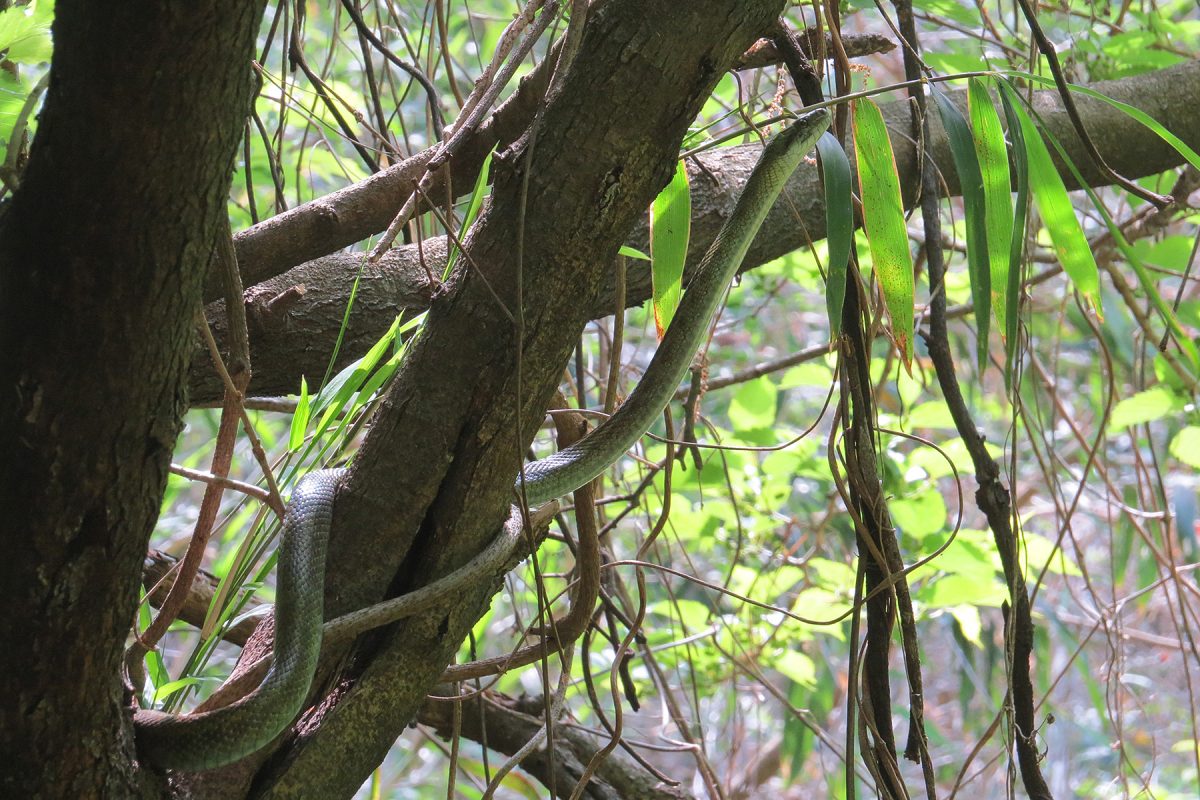 アオダイショウ