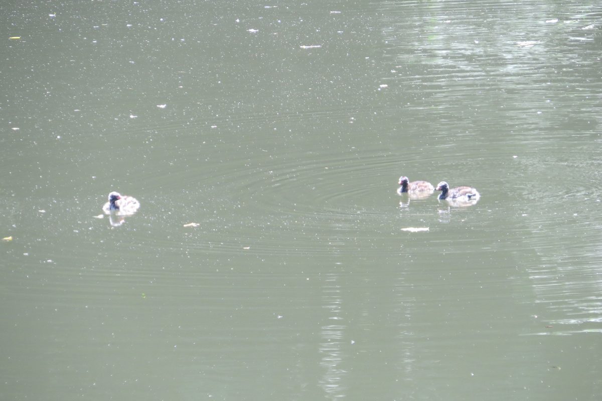 カイツブリ幼鳥