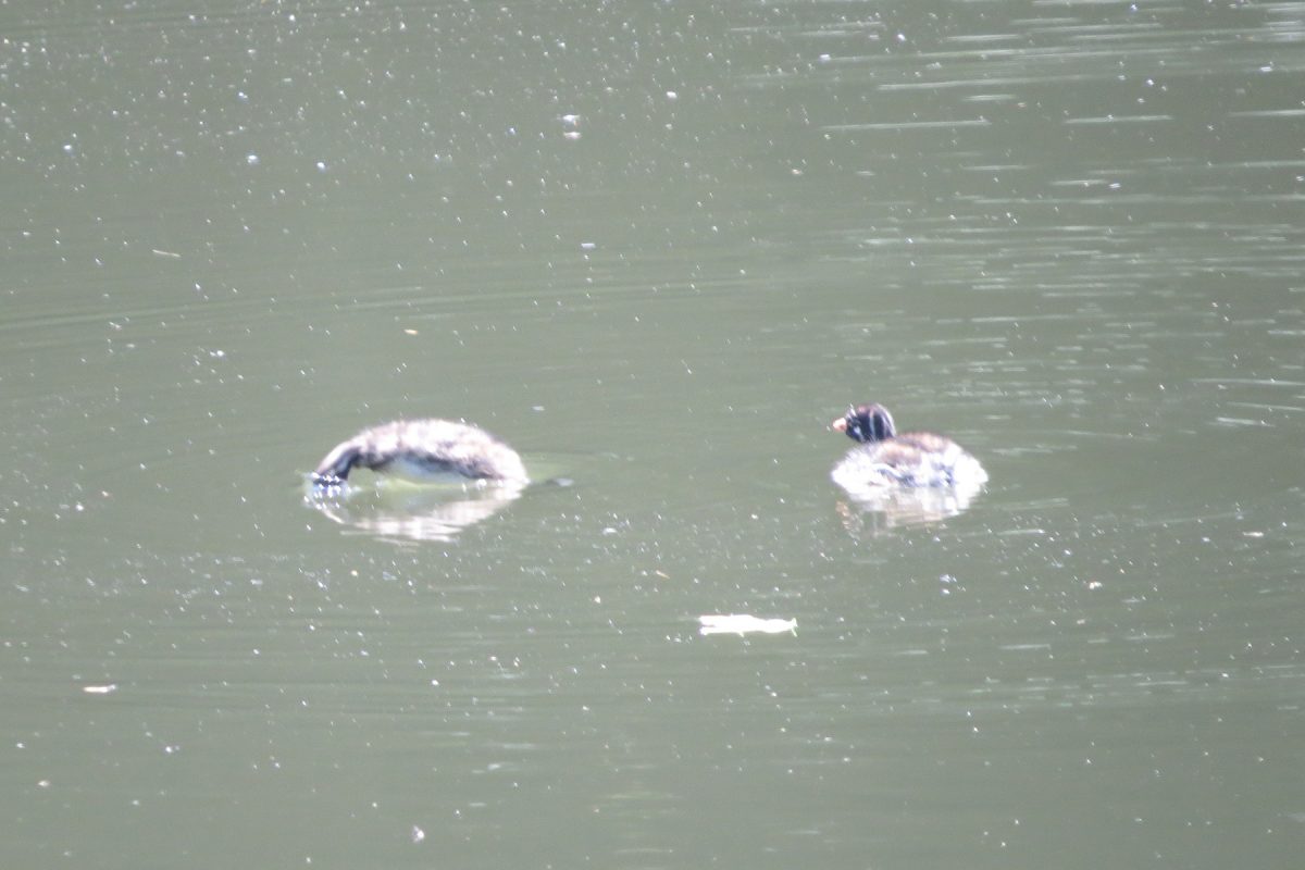 カイツブリ幼鳥