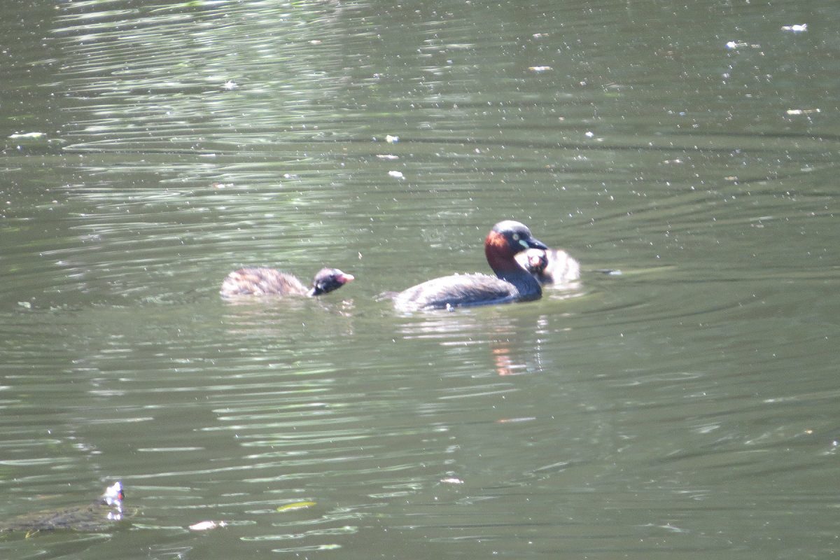 カイツブリ親子