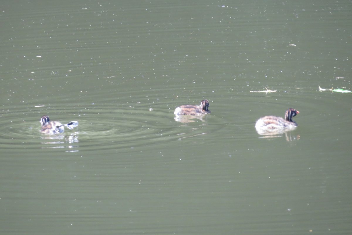 カイツブリ幼鳥