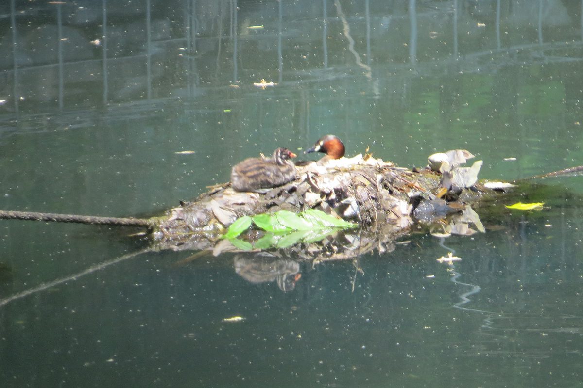カイツブリ親子新池