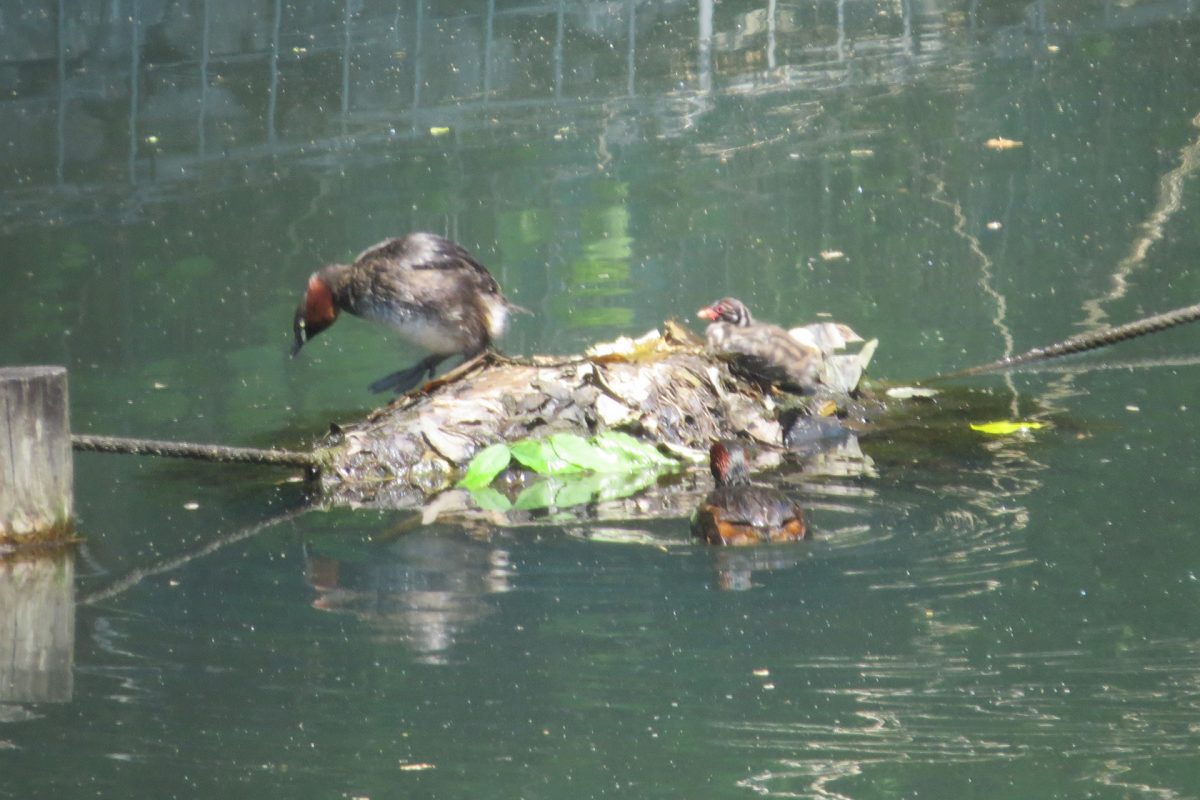 カイツブリ親子新池